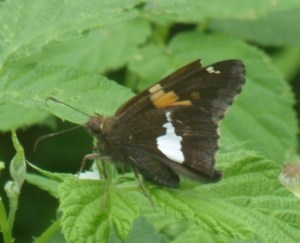 Silver Spotted Skipper 5312018-1 cropped